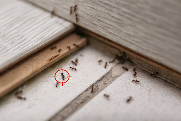 Best Ant Control Services  in Alvord, TX
