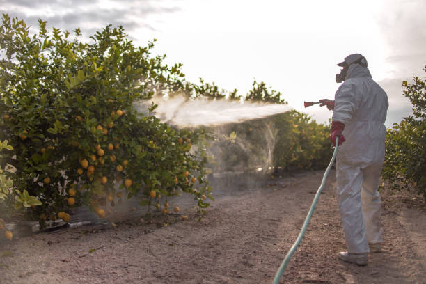 Best Bird Control  in Alvord, TX