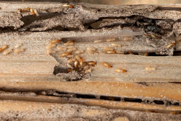 Best Mosquito Control Services  in Alvord, TX