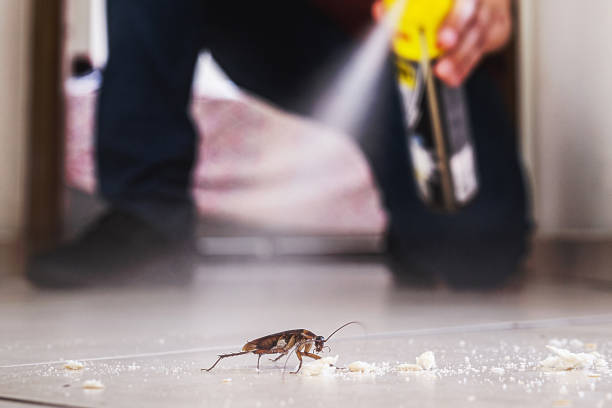 Best Emergency Pest Control  in Alvord, TX