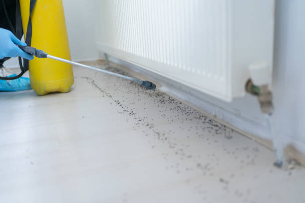 Best Mosquito Control Services  in Alvord, TX